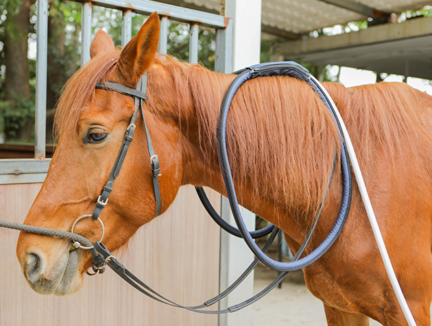 equine_pemf_therapy