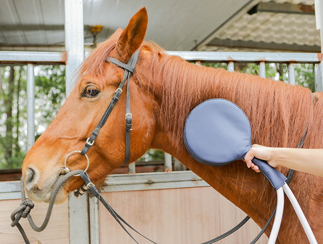 pemf-therapy-equine-veterinar-care-pmst-loop